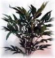 Mango Fern